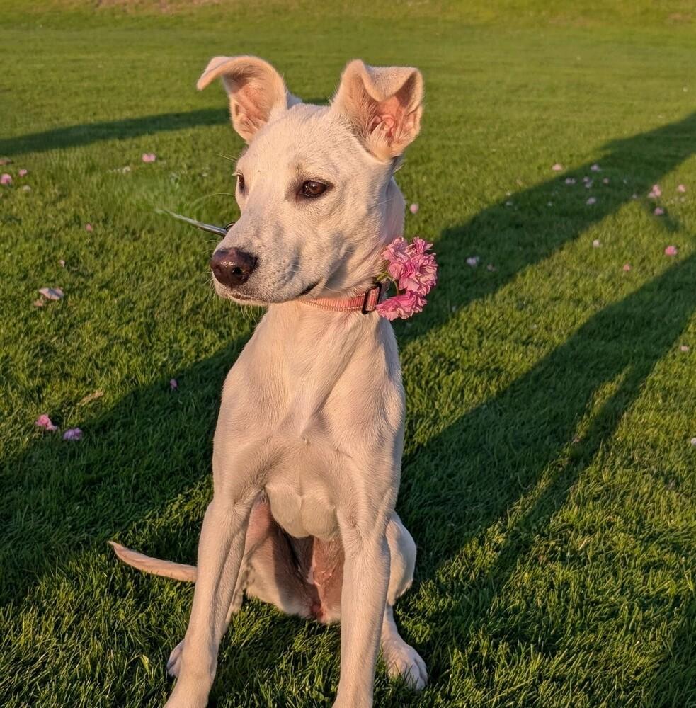 Enlarge Annette, a Adoptable mixed breed in Boston, MA image 4/6