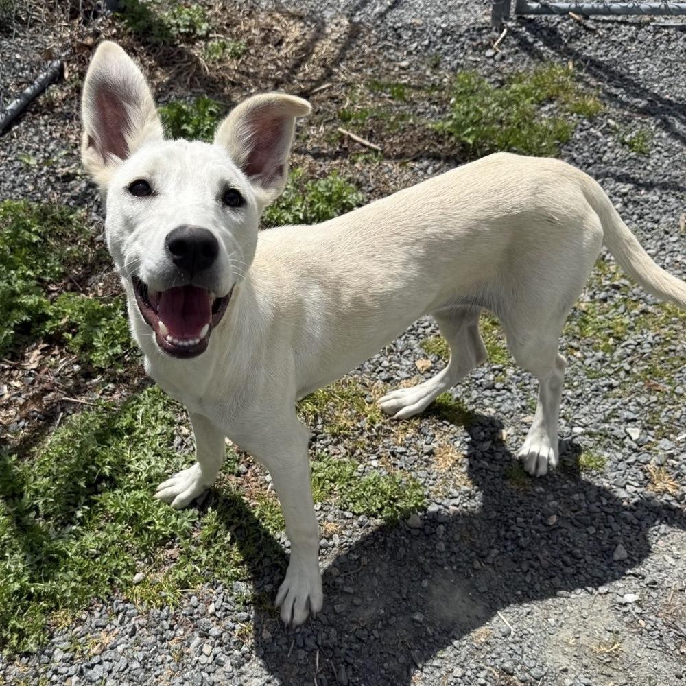 Enlarge Annette, a Adoptable mixed breed in Boston, MA image 5/6