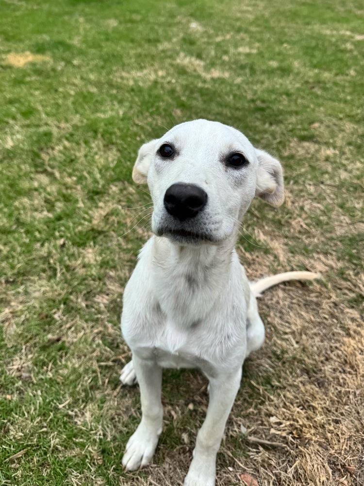 Enlarge Annette, a Adoptable mixed breed in Boston, MA image 6/6