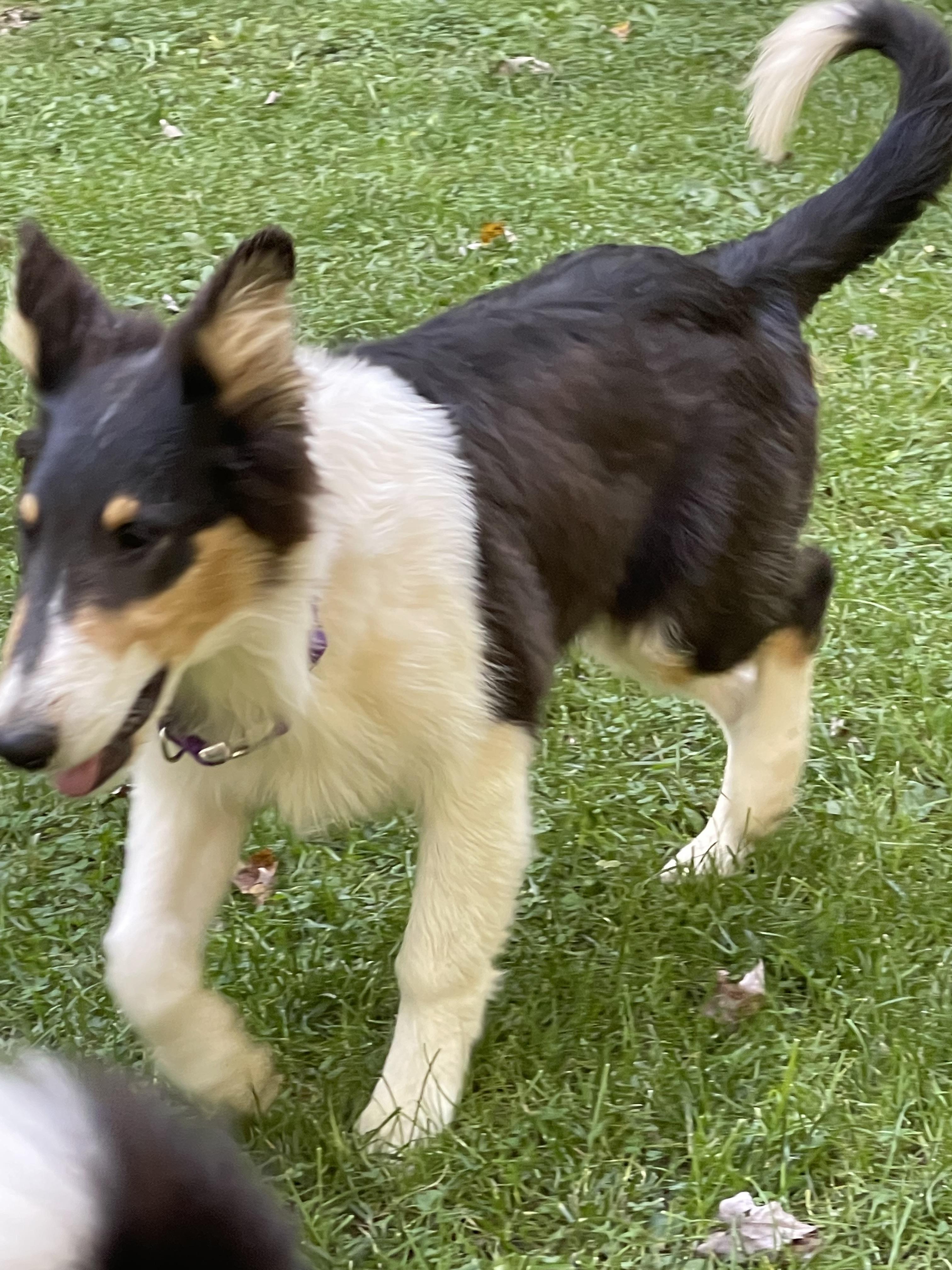 Ollie, Adopted, Adult Male Rough Collie.