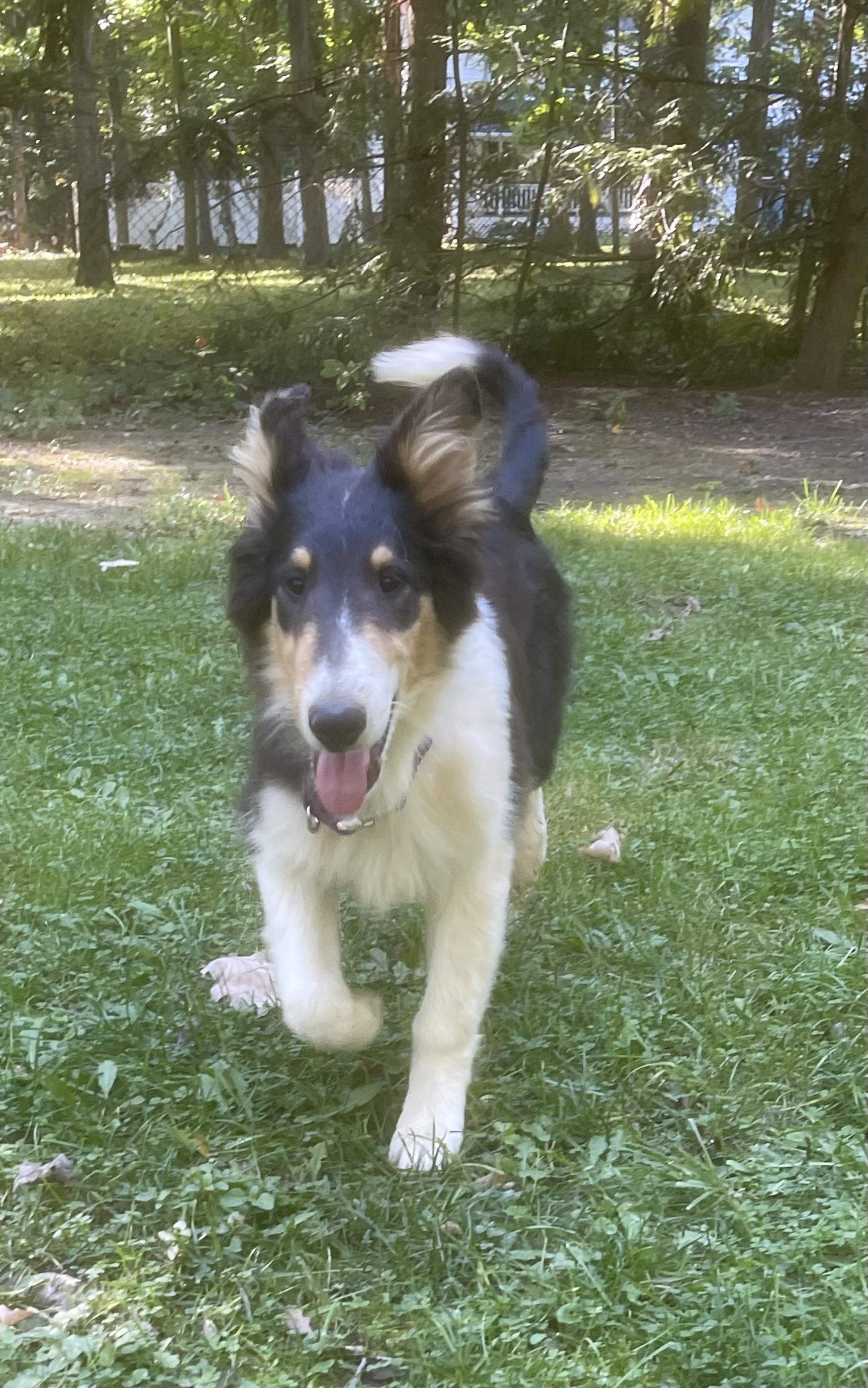 Enlarge Ollie, a Adopted Rough Collie in Elyria, OH image 2/5