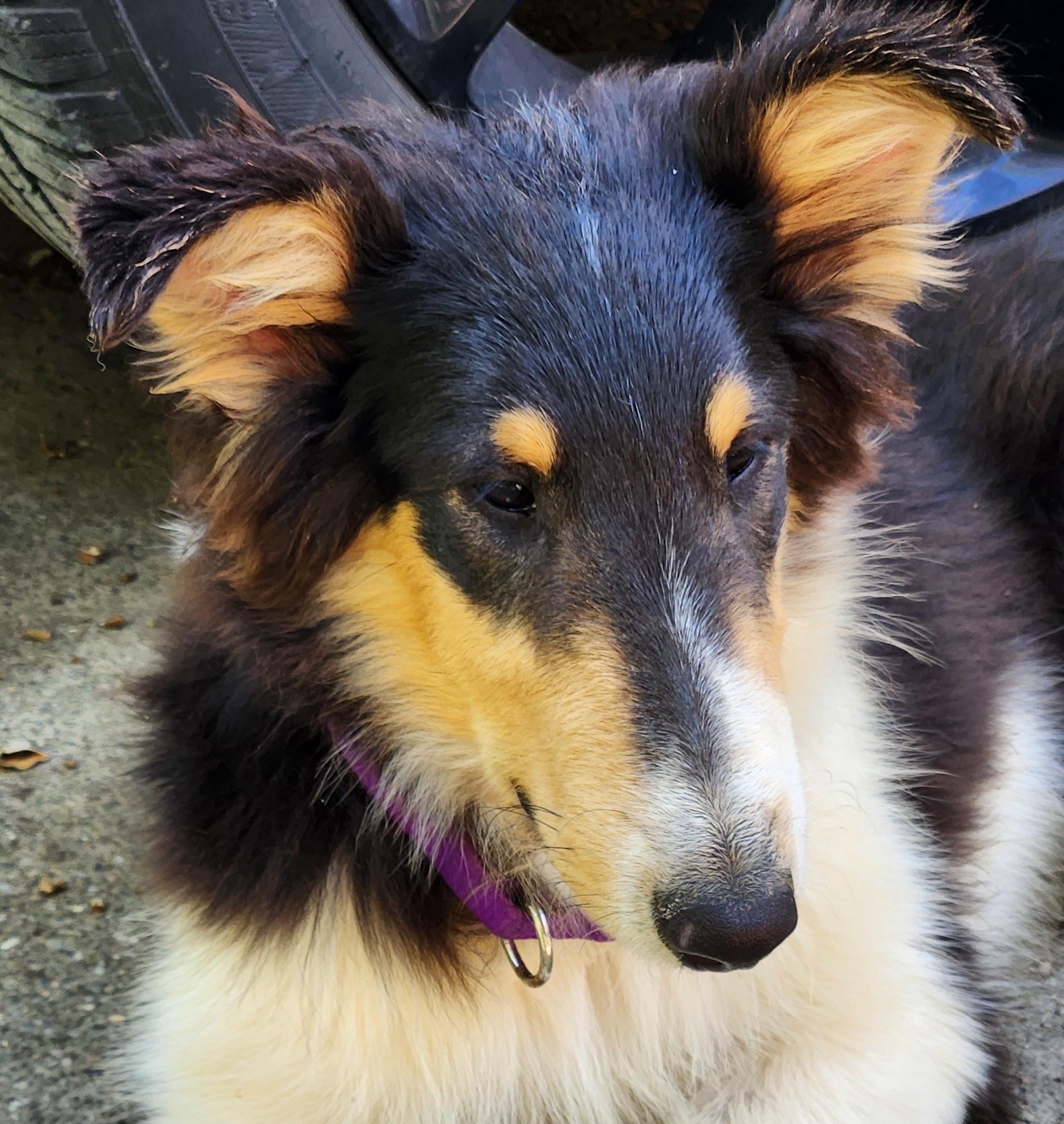 Enlarge Ollie, a Adopted Rough Collie in Elyria, OH image 3/5