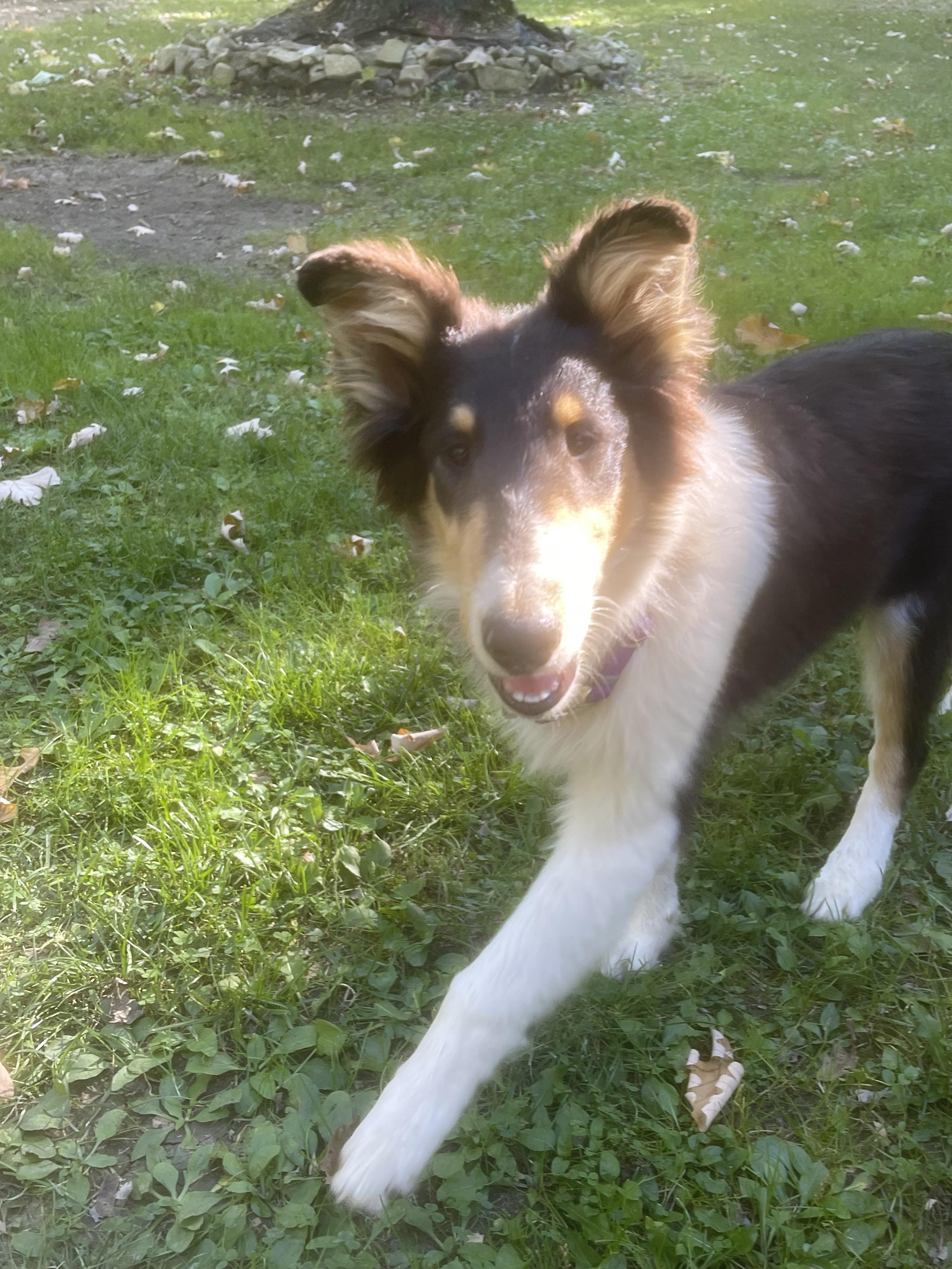 Enlarge Ollie, a Adopted Rough Collie in Elyria, OH image 4/5