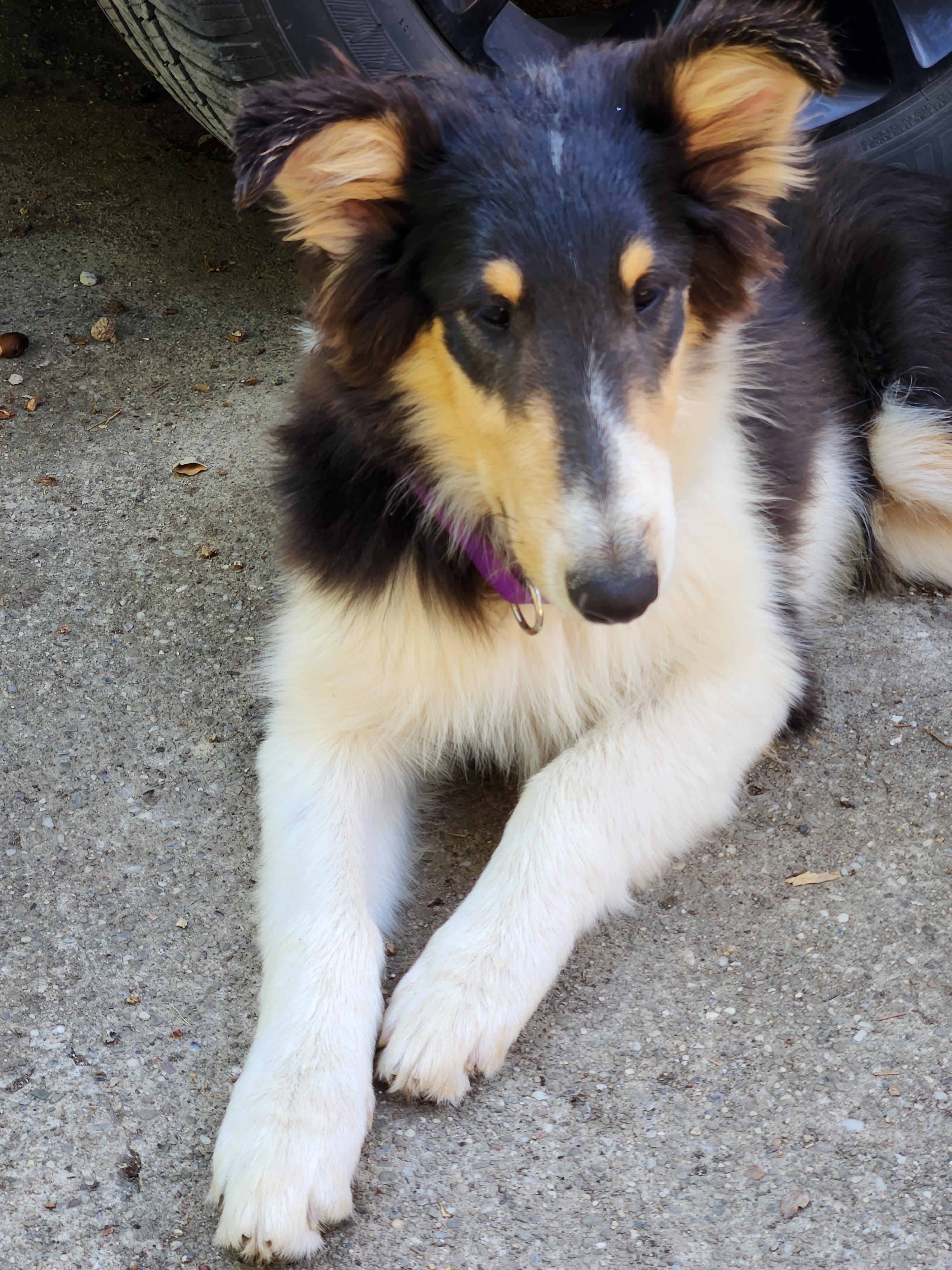 Enlarge Ollie, a Adopted Rough Collie in Elyria, OH image 5/5