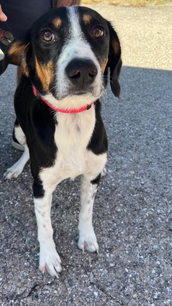 Nash (Cell Dog), Adoptable, Young Male Beagle & Mixed Breed.