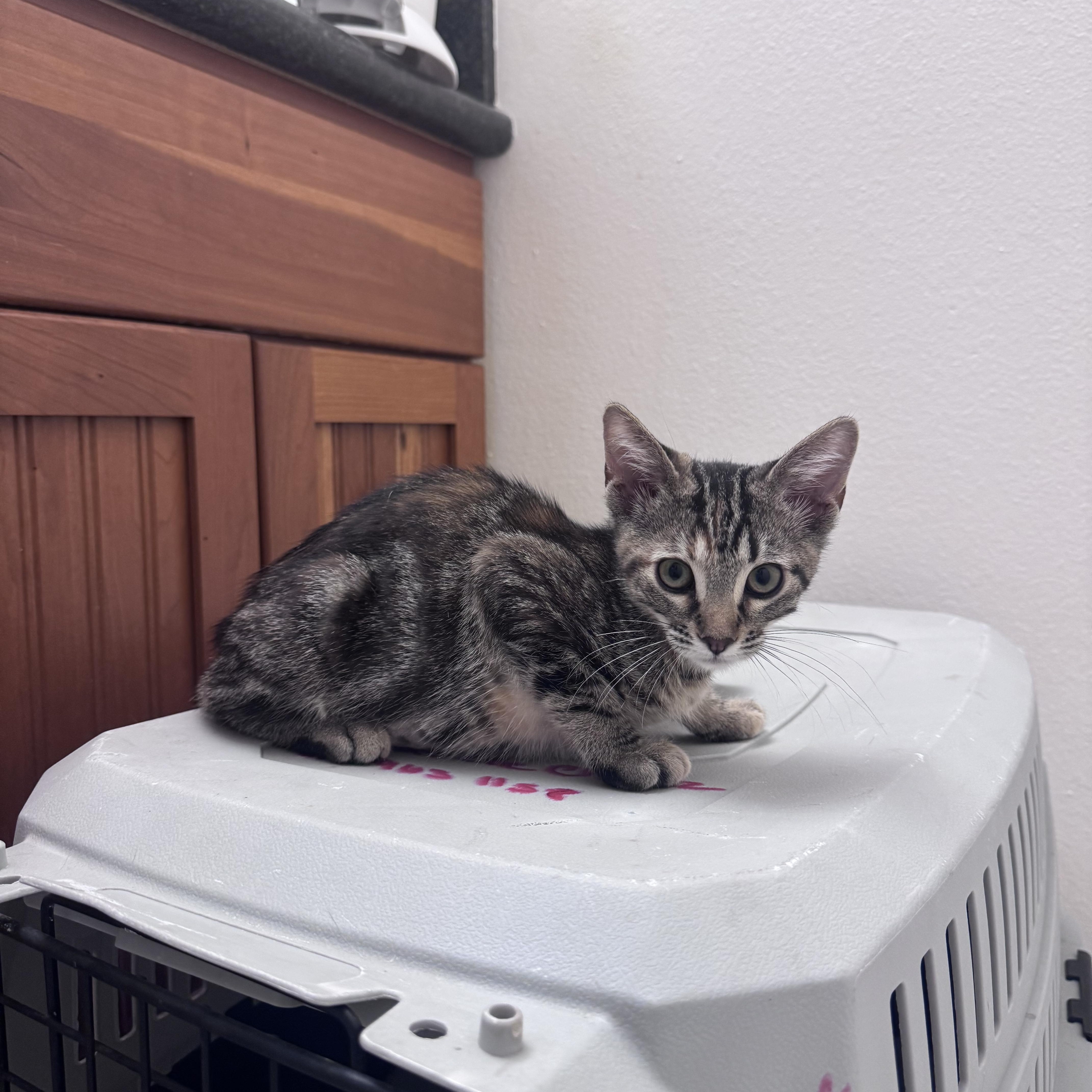 Xena, a ADOPTABLE Domestic Medium Hair in San Diego, CA image 4/4