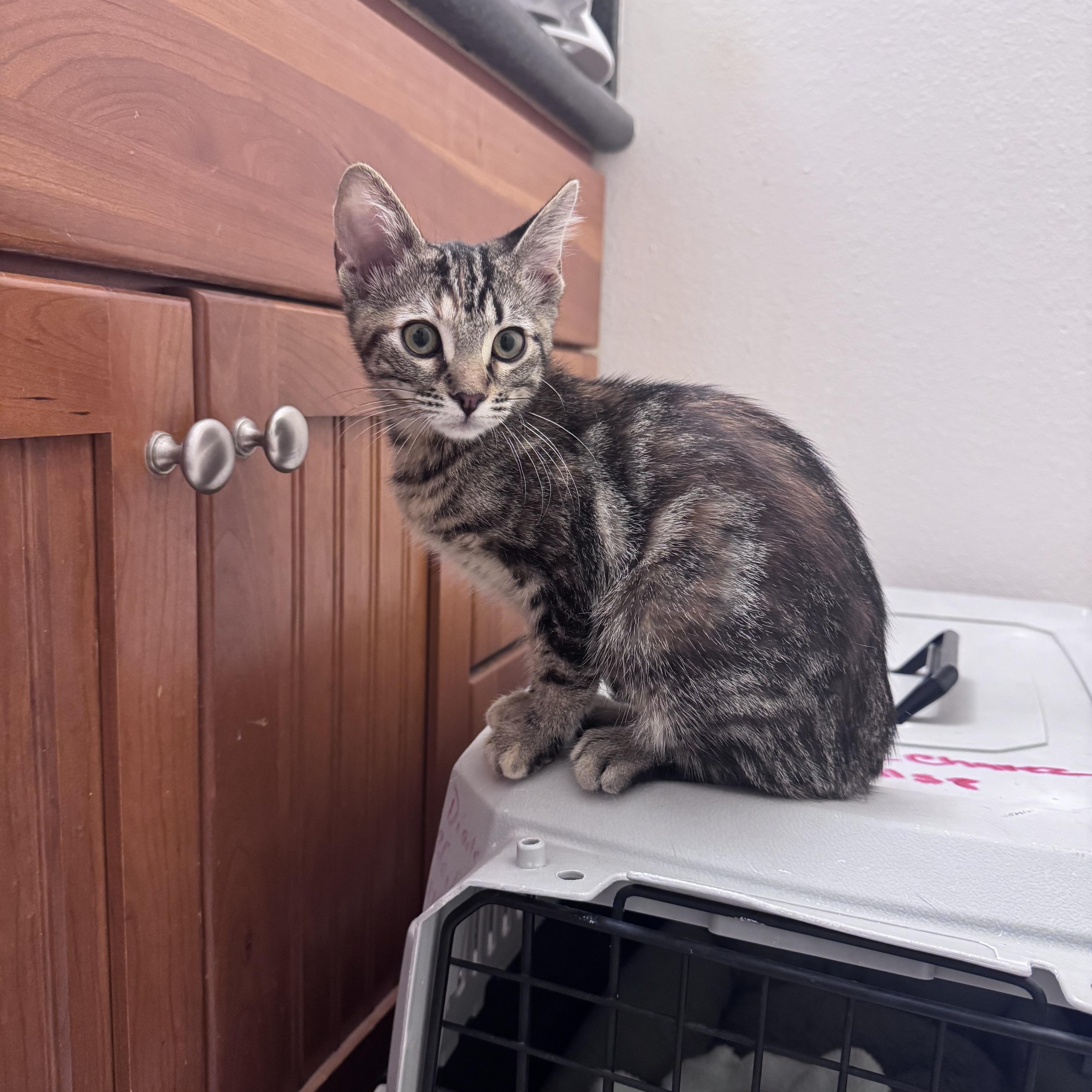 Xena, a ADOPTABLE Domestic Medium Hair in San Diego, CA image 2/4