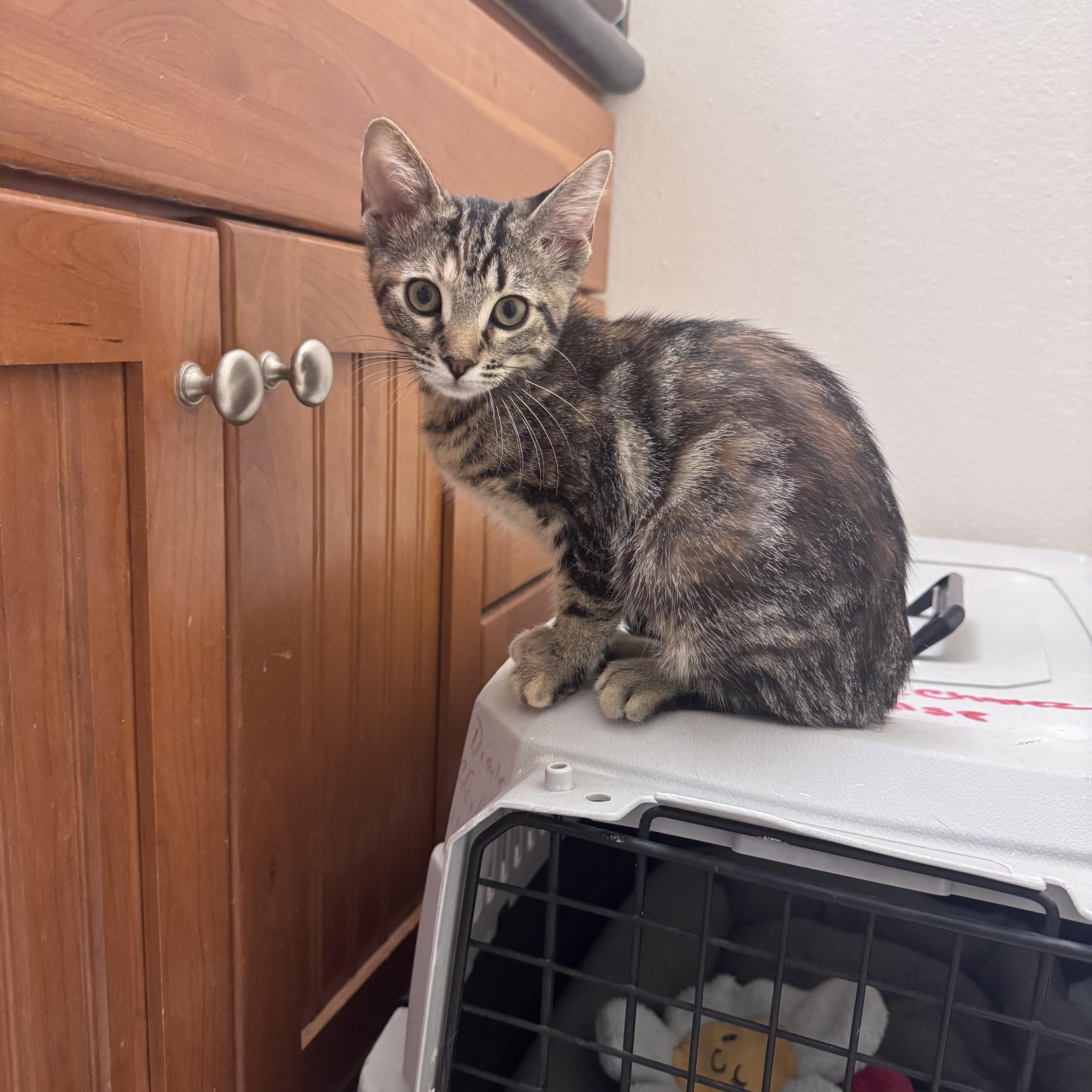 Xena, a ADOPTABLE Domestic Medium Hair in San Diego, CA image 3/4