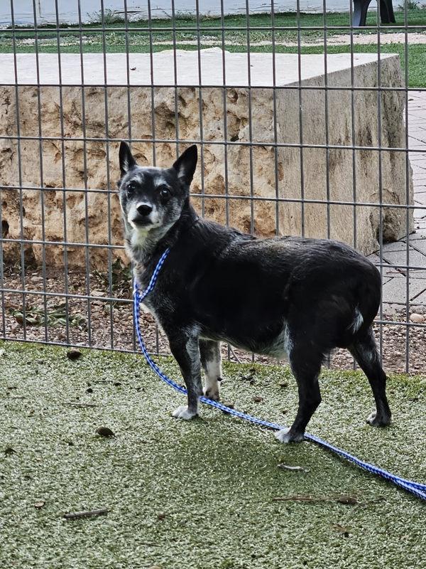 Hugs, Adoptable, Senior Male Dachshund & Chihuahua - Smooth.