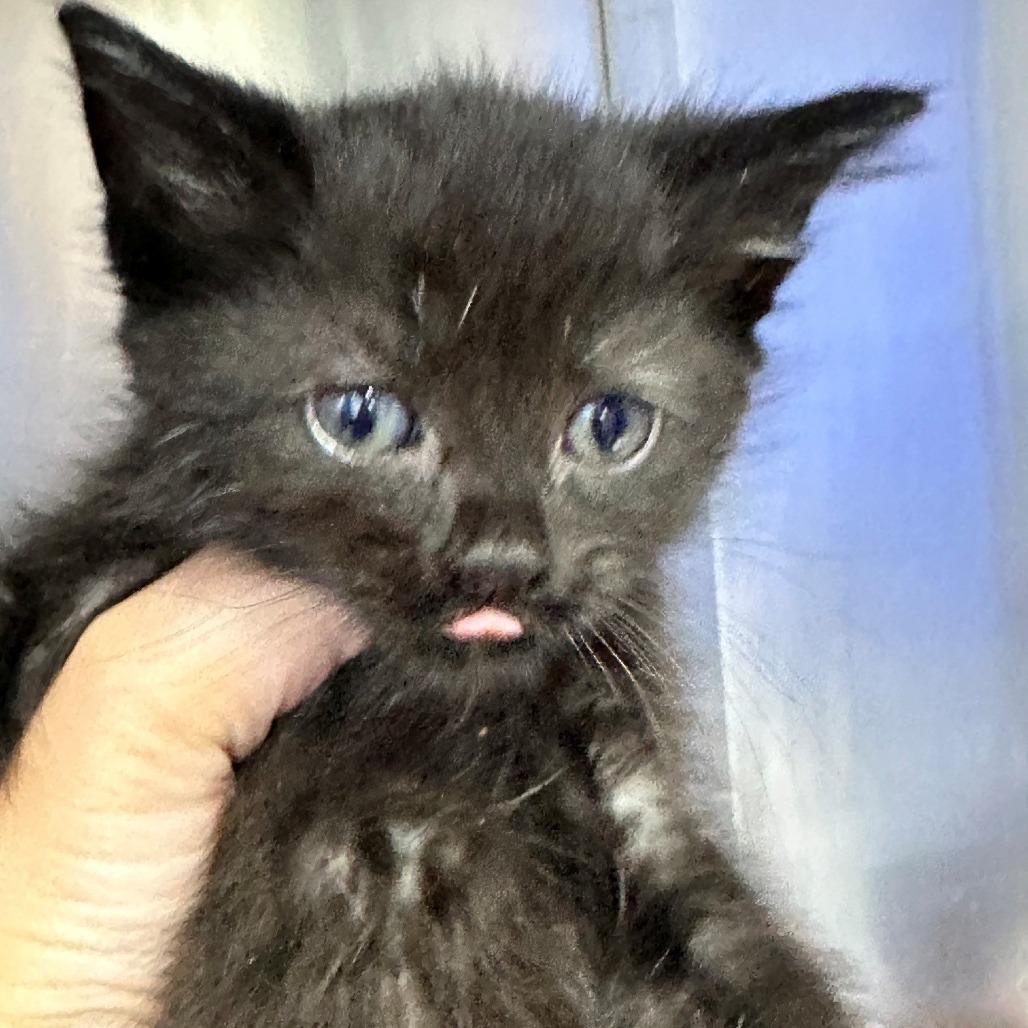 Tortallini, Adoptable, Kitten Female Domestic Long Hair.