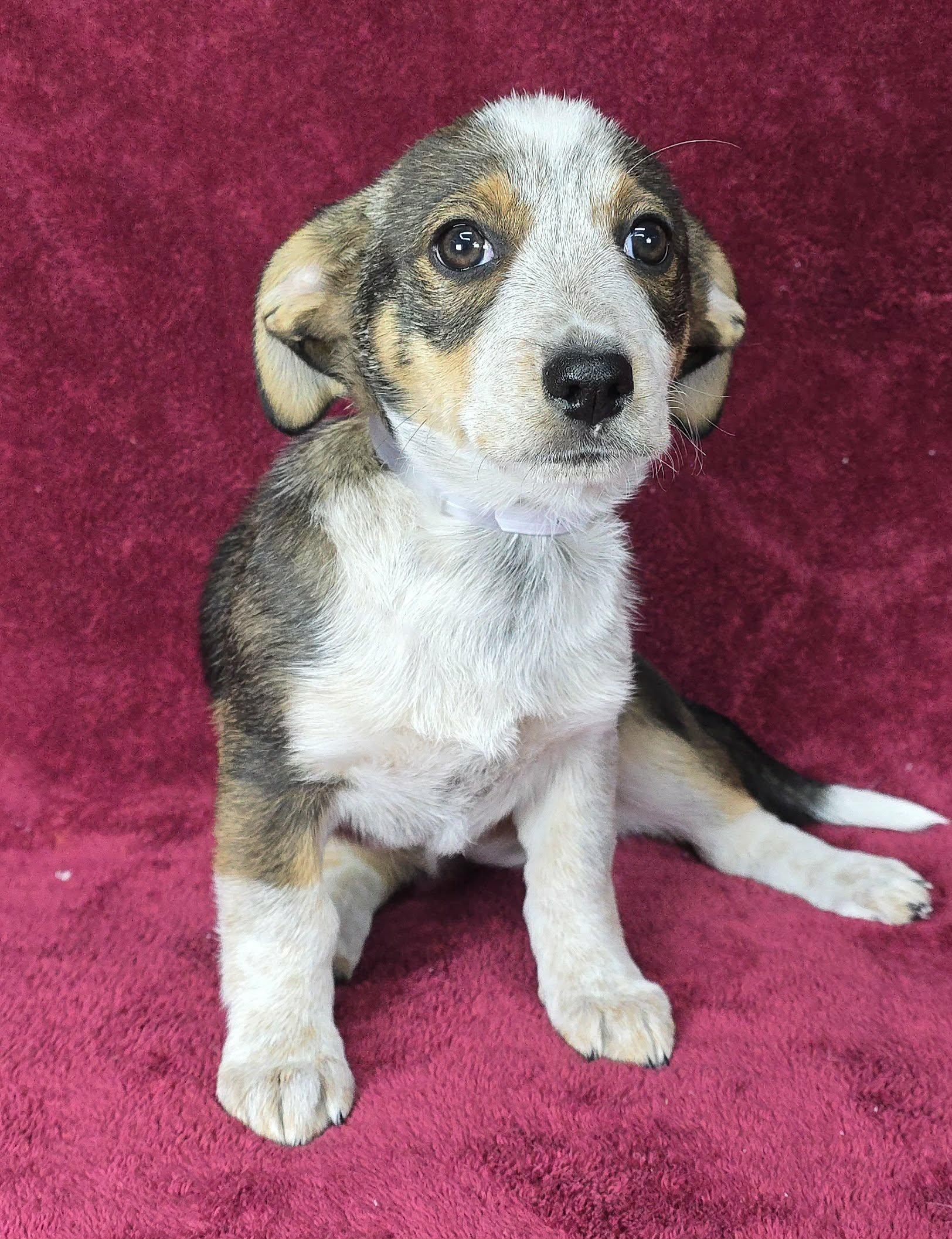 Cataline thumbnail 2