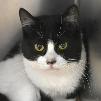 Jane, adopted, Adult Female Domestic Short Hair.