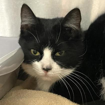 Jane, an adopted Domestic Short Hair in Flagstaff, AZ image 2/2