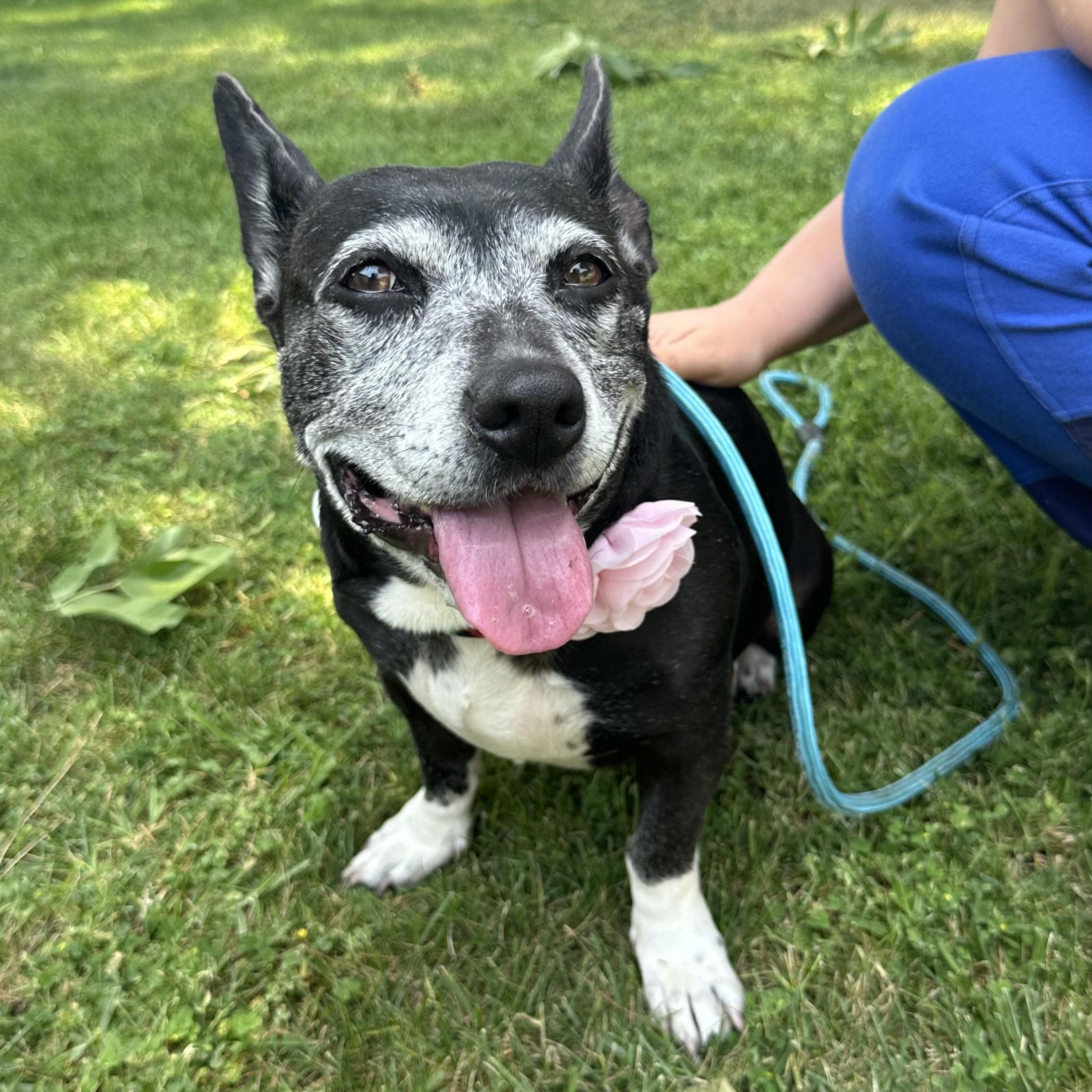 Darla, a ADOPTABLE mixed breed in Sun Valley, CA image 5/6