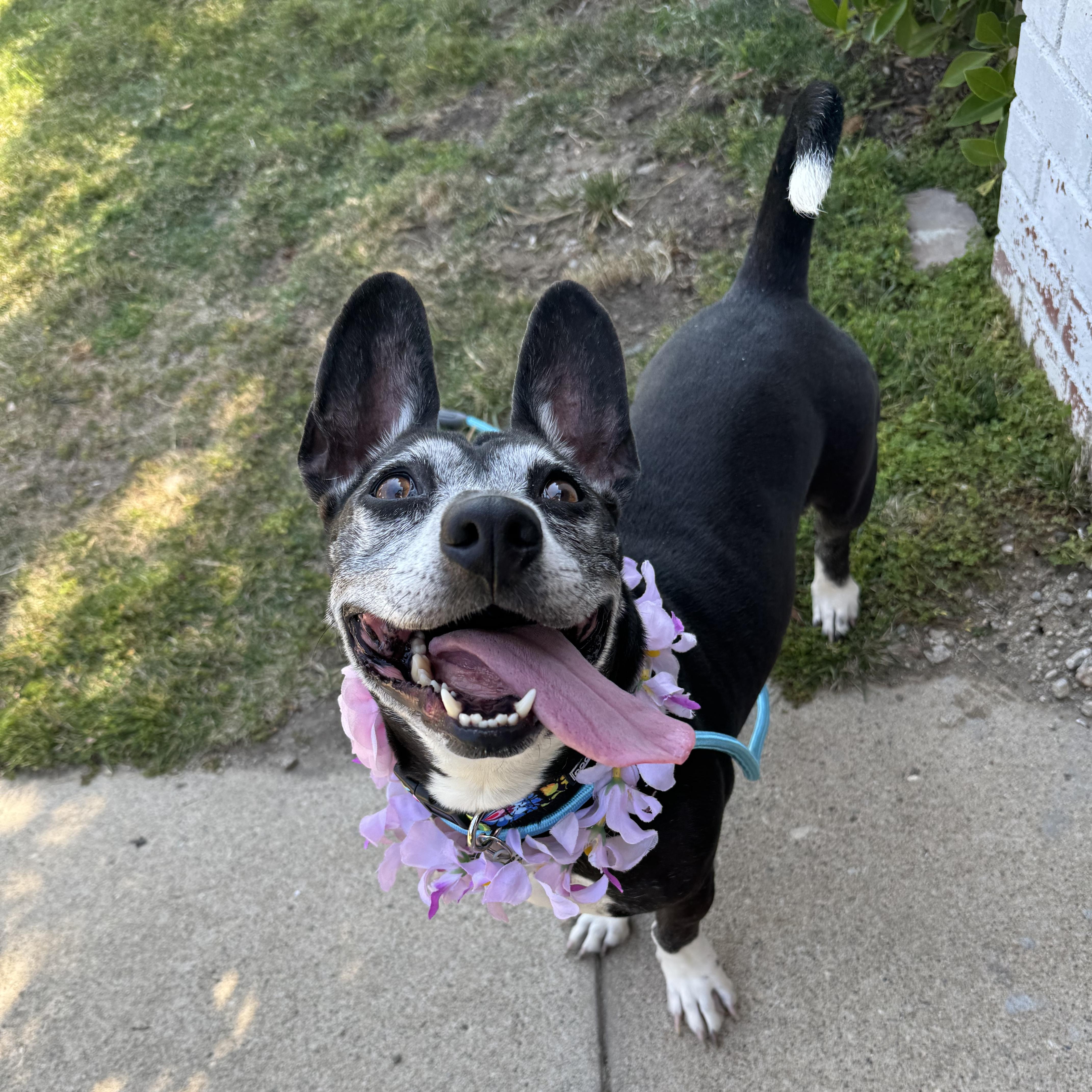 Darla, a ADOPTABLE mixed breed in Sun Valley, CA image 2/6