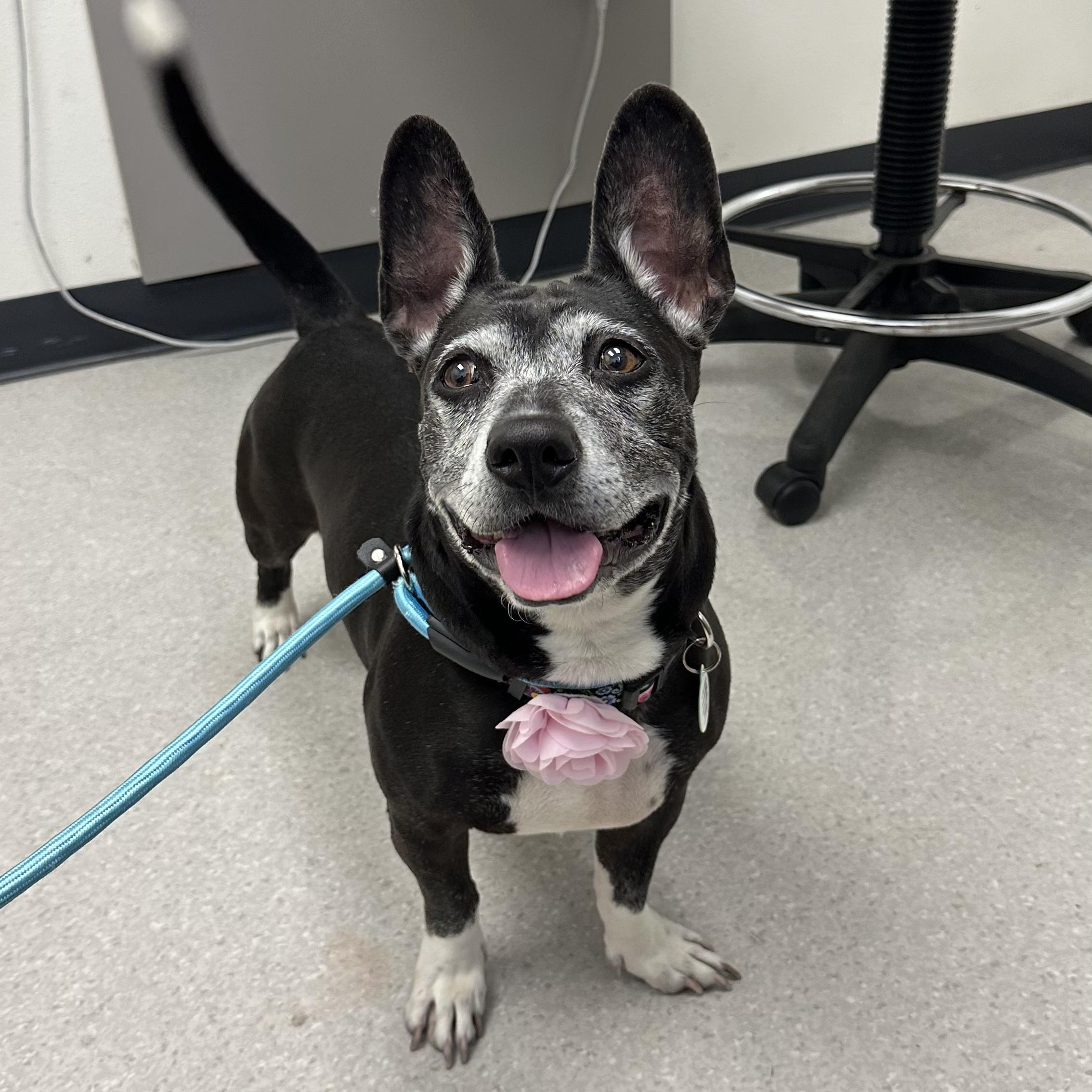 Darla, a ADOPTABLE mixed breed in Sun Valley, CA image 6/6