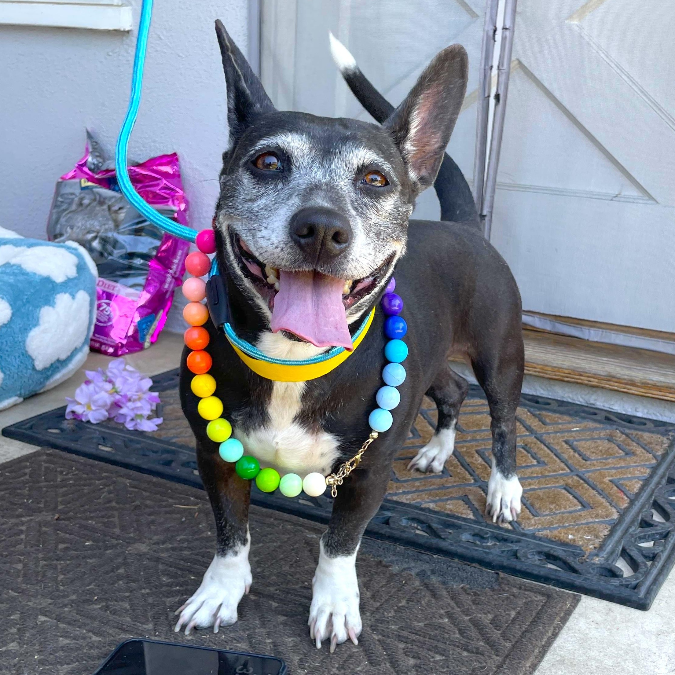 Darla, a ADOPTABLE mixed breed in Sun Valley, CA image 1/6
