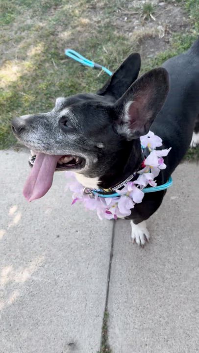 Enlarge Darla, a ADOPTABLE mixed breed in Sun Valley, CA video 4/6