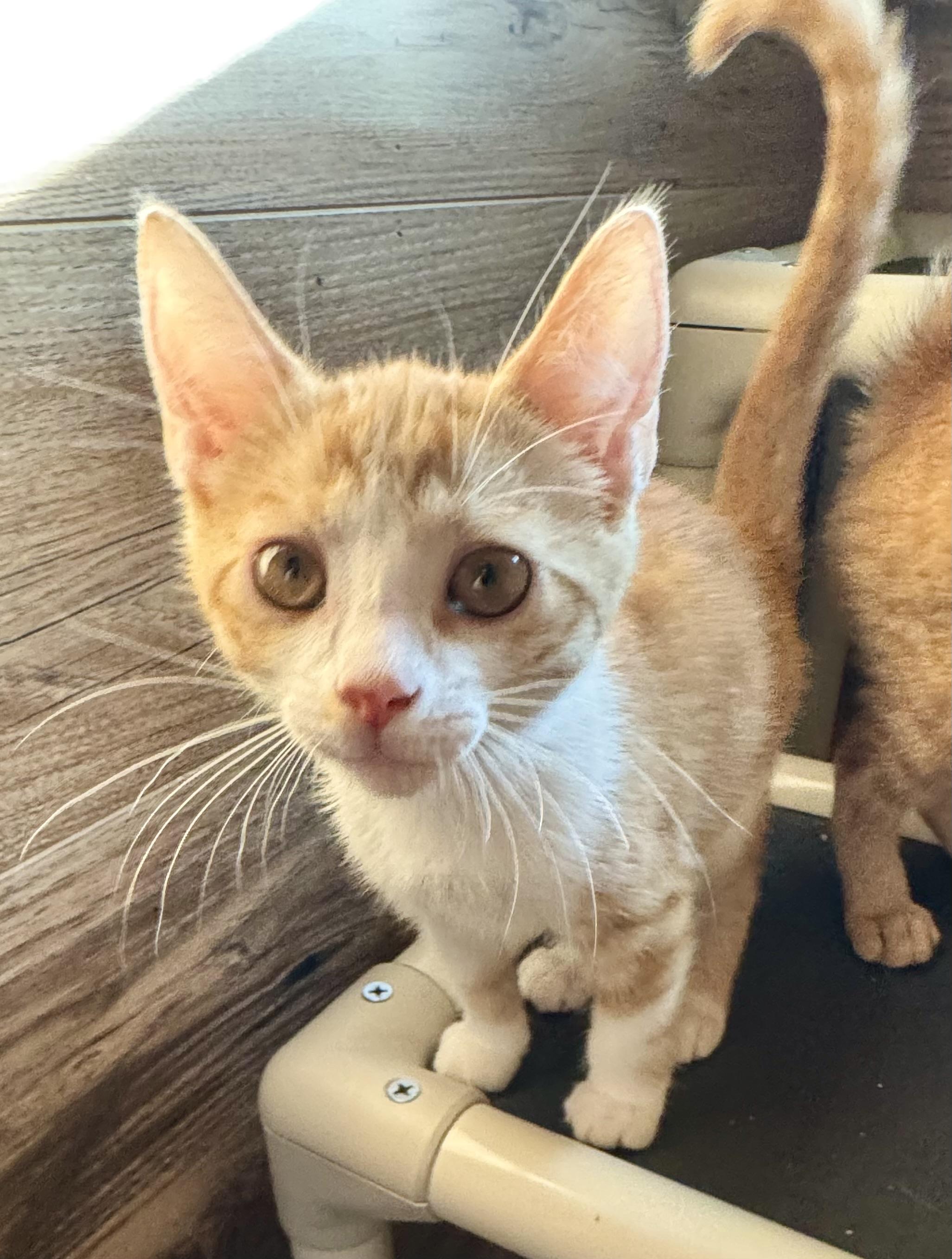 Pumpkin, a Adoptable Domestic Short Hair in North Tonawanda, NY image 2/6