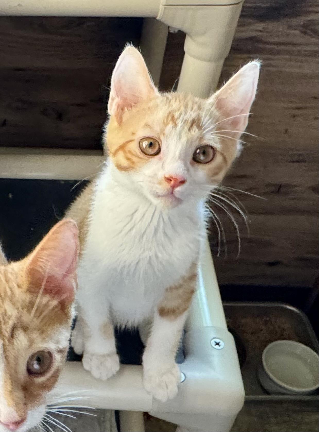 Pumpkin, a Adoptable Domestic Short Hair in North Tonawanda, NY image 3/6