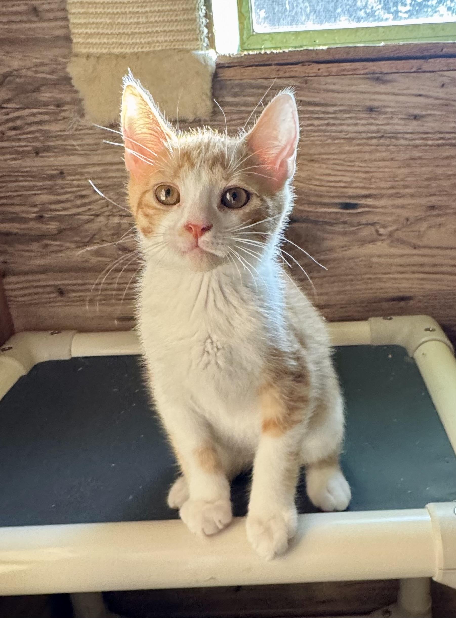 Pumpkin, Adoptable, Young Male Domestic Short Hair.