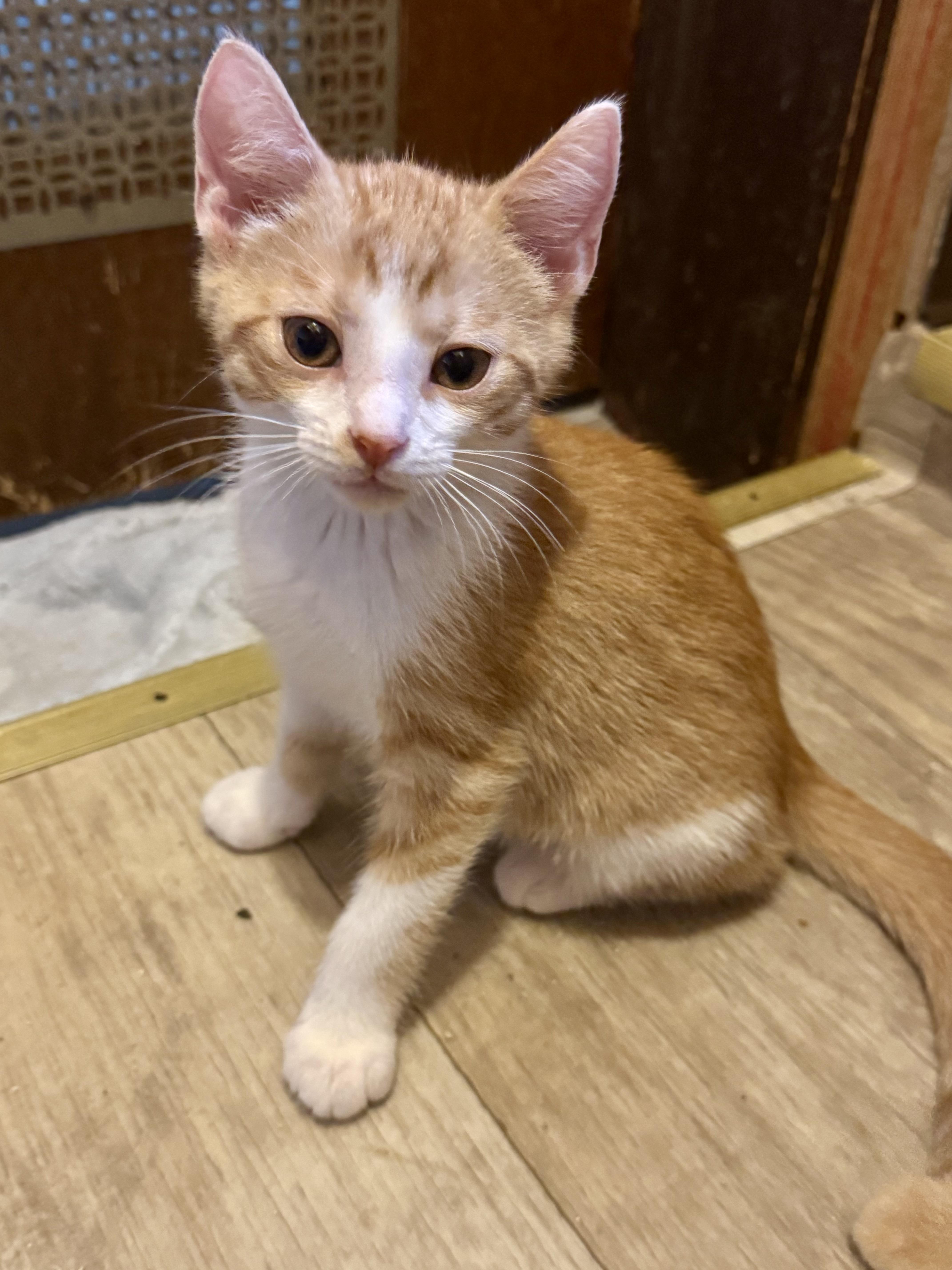 Pumpkin, a Adoptable Domestic Short Hair in North Tonawanda, NY image 6/6