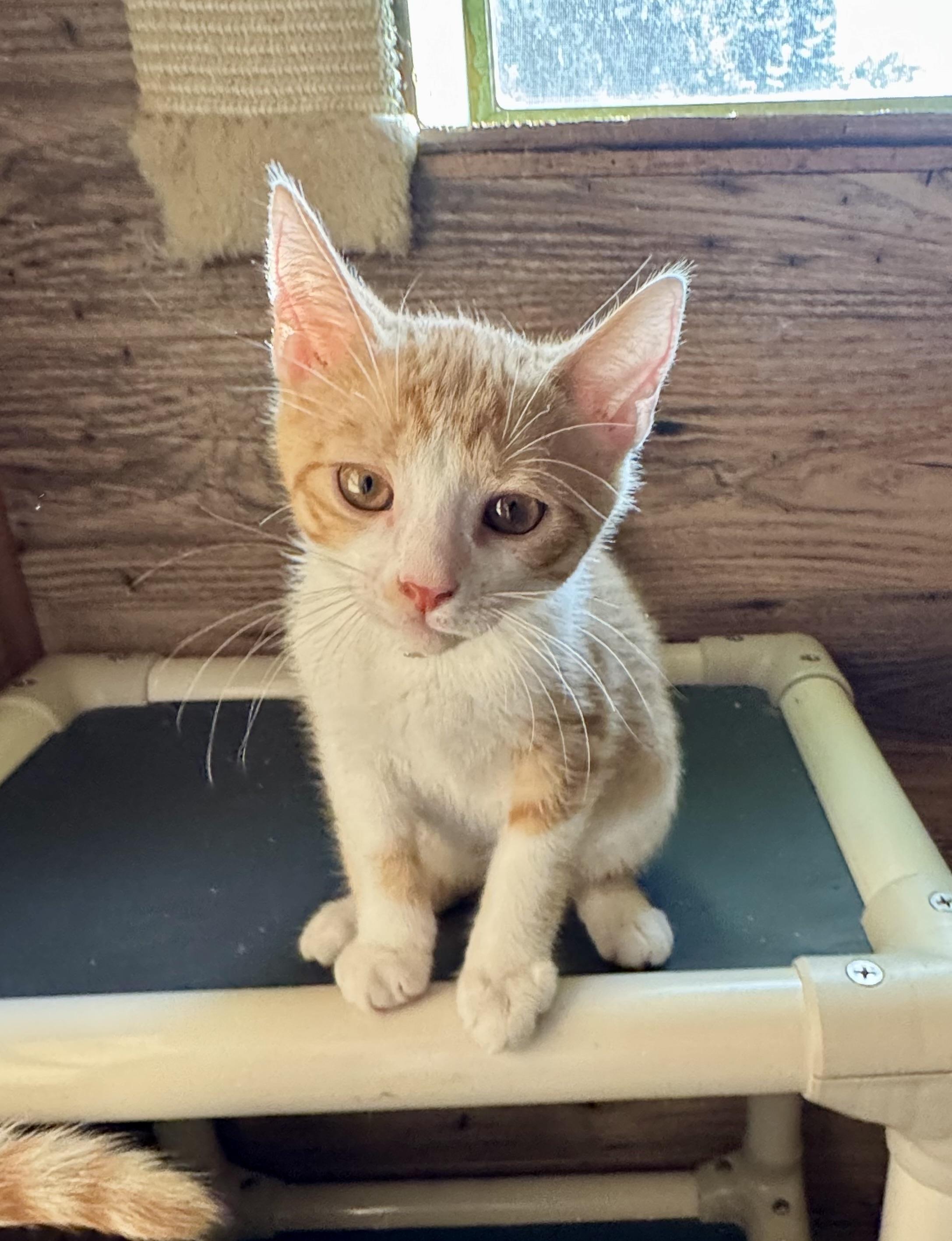 Pumpkin, a Adoptable Domestic Short Hair in North Tonawanda, NY image 4/6