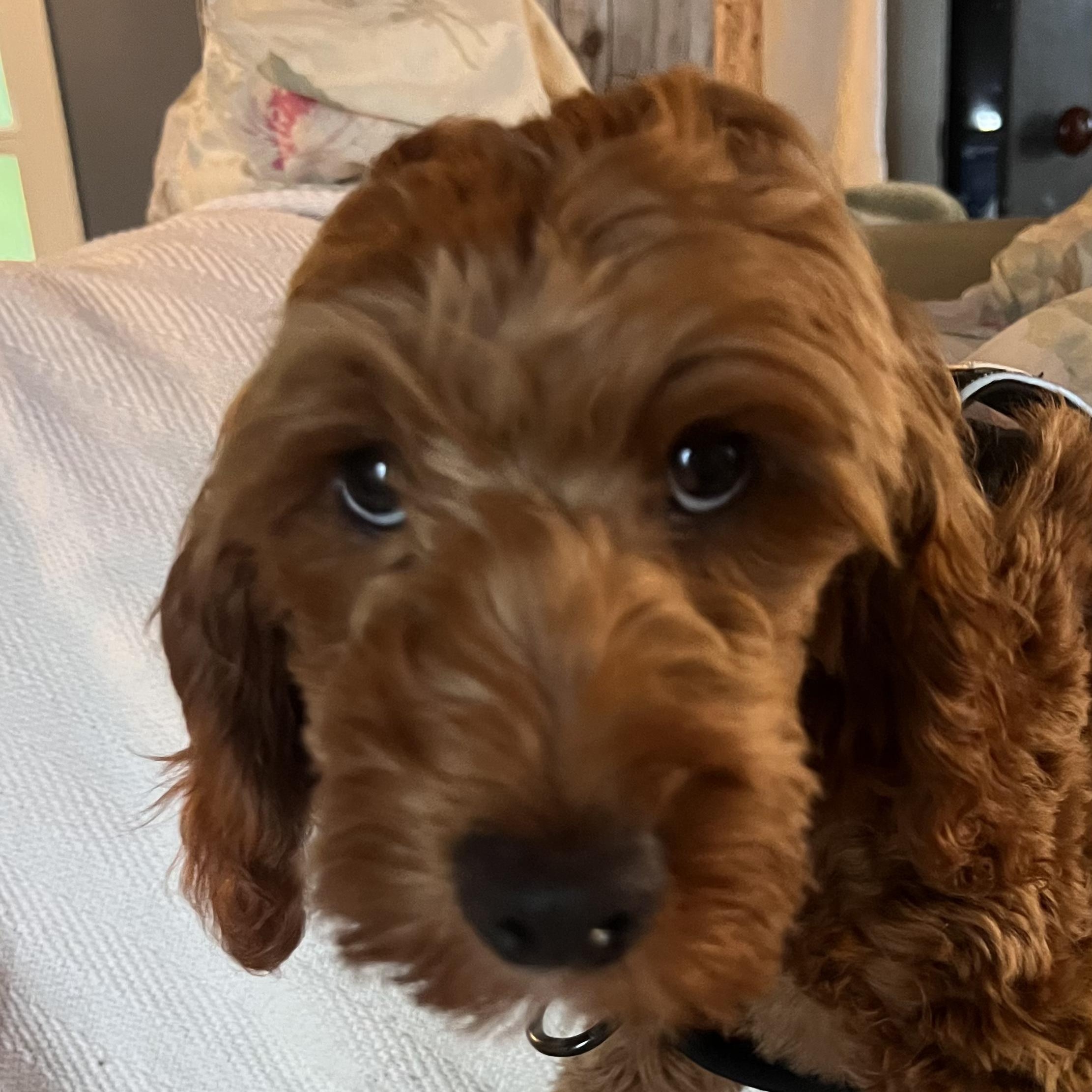 Kobie, an adopted Cockapoo in Burlington, VT image 3/4