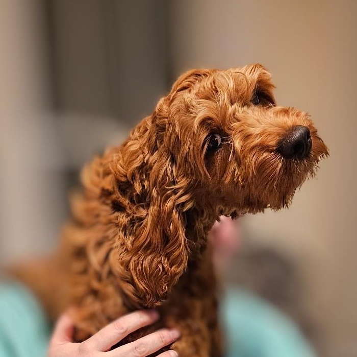 Kobie, an adopted Cockapoo in Burlington, VT image 4/4