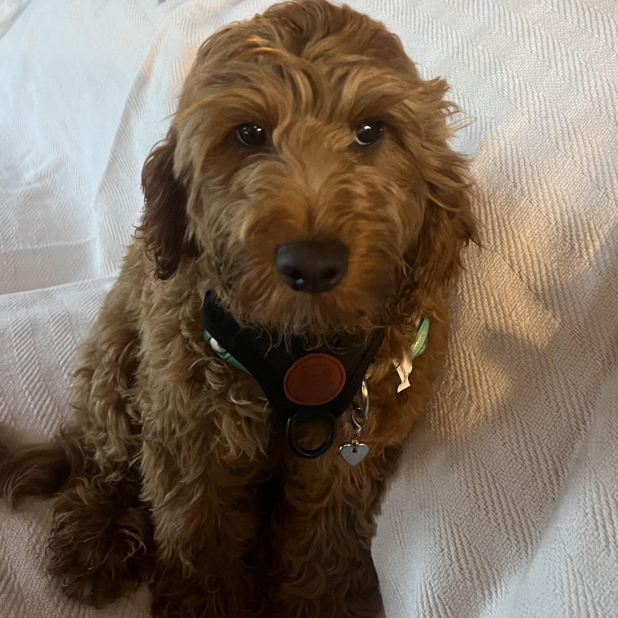 Kobie, an adopted Cockapoo in Burlington, VT image 1/4