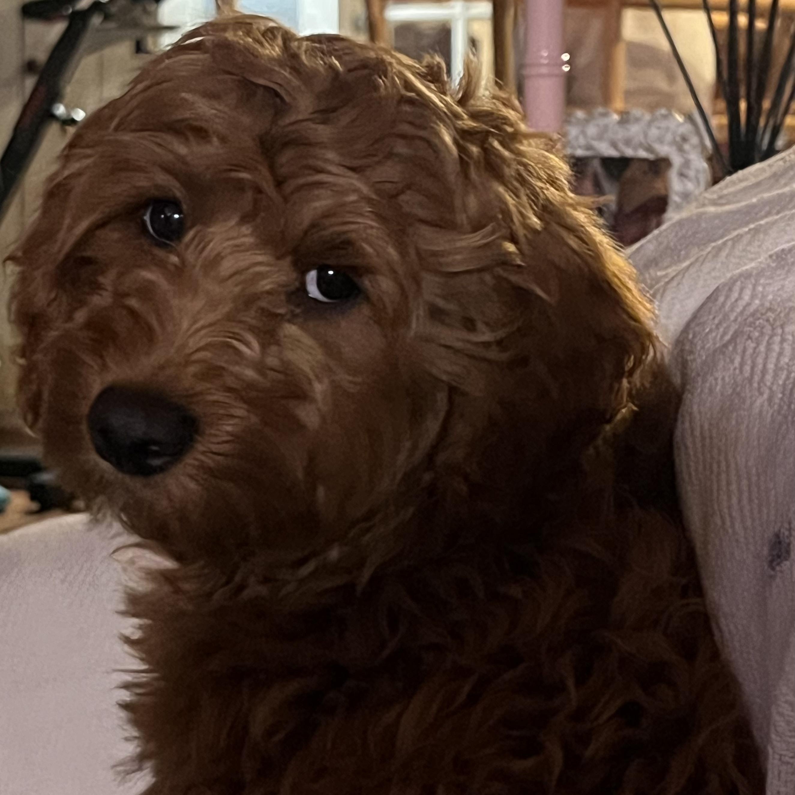 Kobie, an adopted Cockapoo in Burlington, VT image 2/4