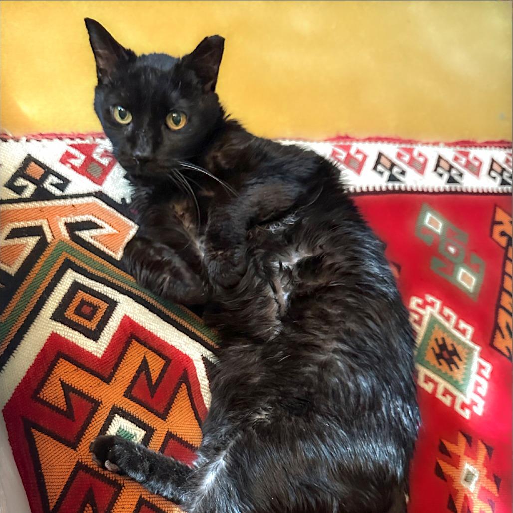 Enlarge Mr. Pumpkin, a Adoptable Domestic Medium Hair in Chapel Hill, NC image 1/3