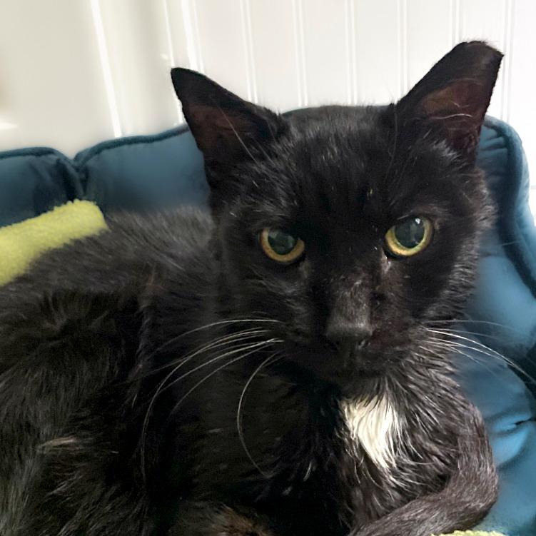 Enlarge Mr. Pumpkin, a Adoptable Domestic Medium Hair in Chapel Hill, NC image 2/3