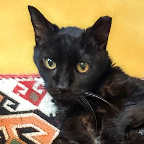 Enlarge Mr. Pumpkin, a Adoptable Domestic Medium Hair in Chapel Hill, NC image 3/3