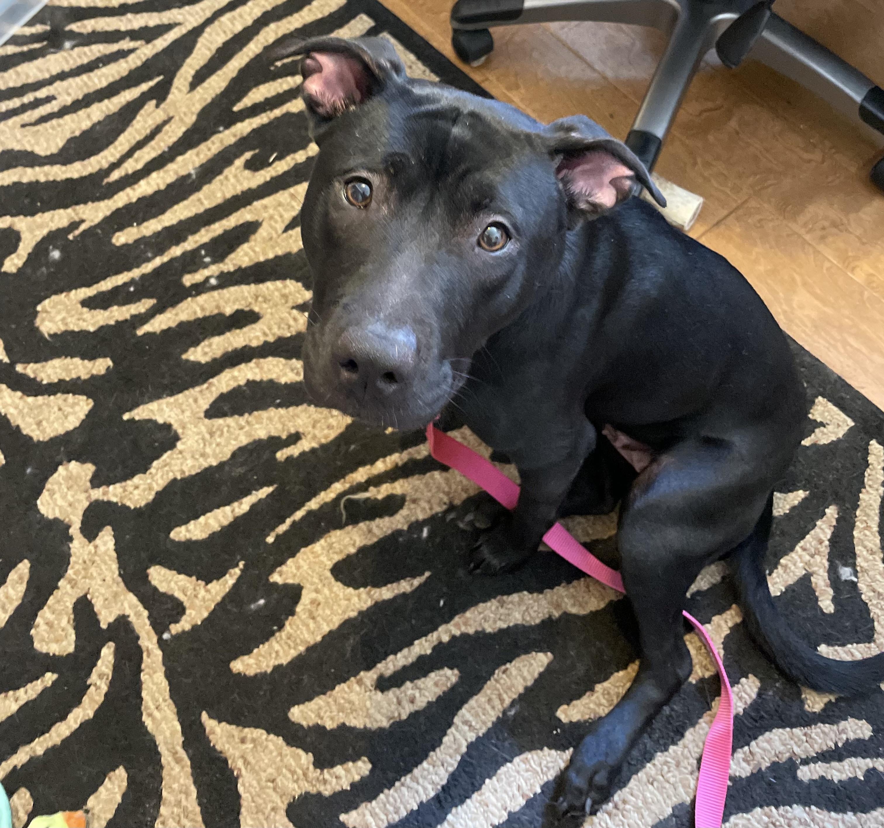 Luna Moon Pie, Adopted, Adult Female Pit Bull Terrier & Labrador Retriever.