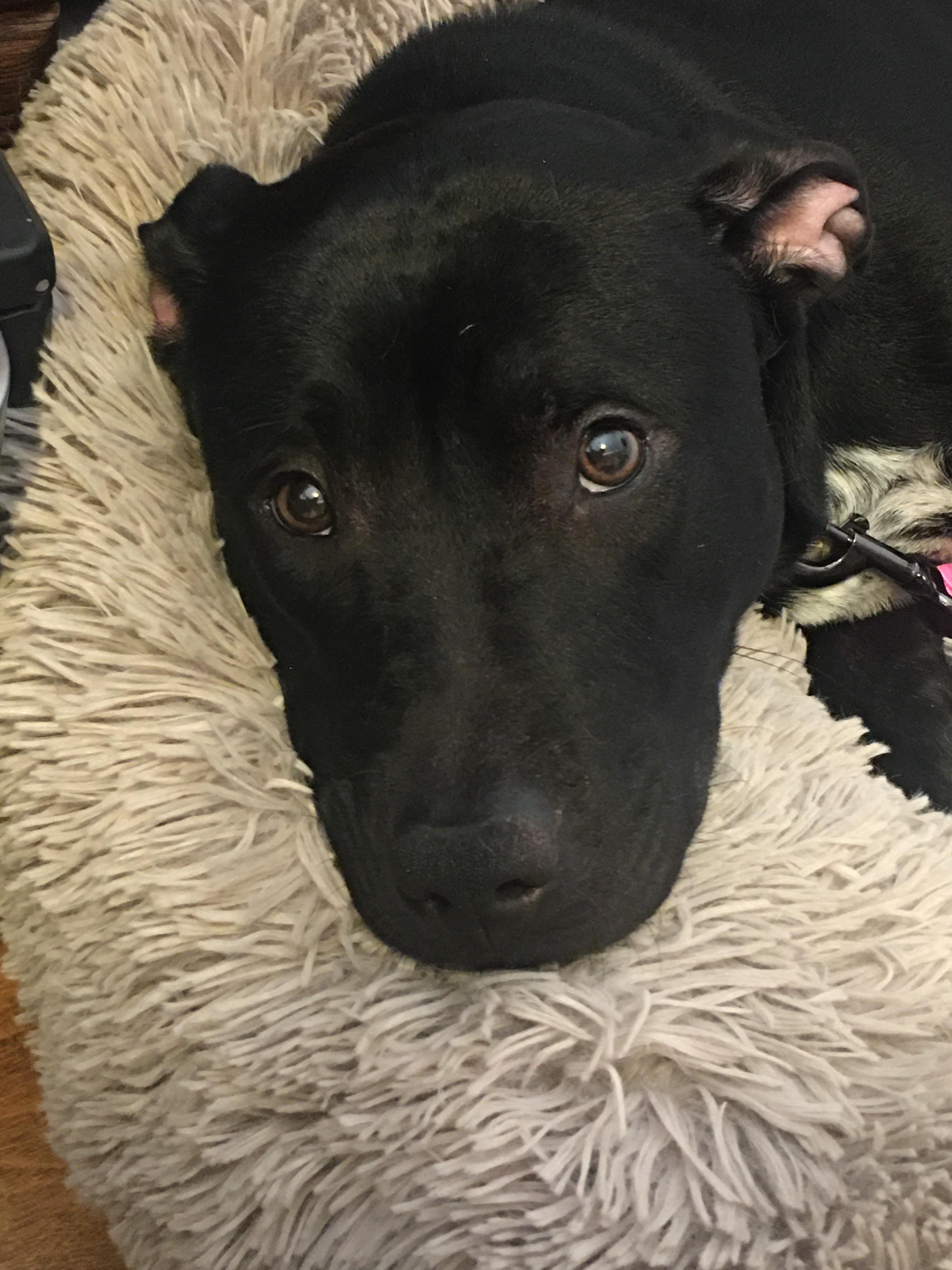 Luna Moon Pie, a Adopted mixed breed in Cologne, MN image 3/6