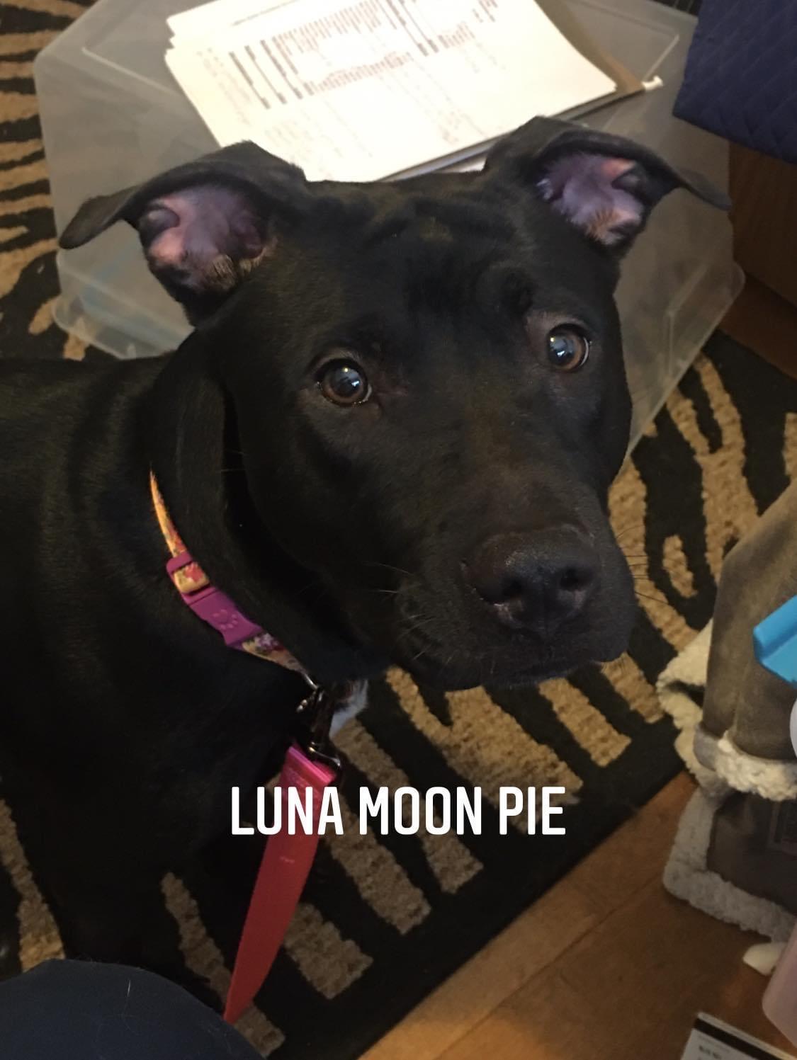 Luna Moon Pie, a Adopted mixed breed in Cologne, MN image 4/6