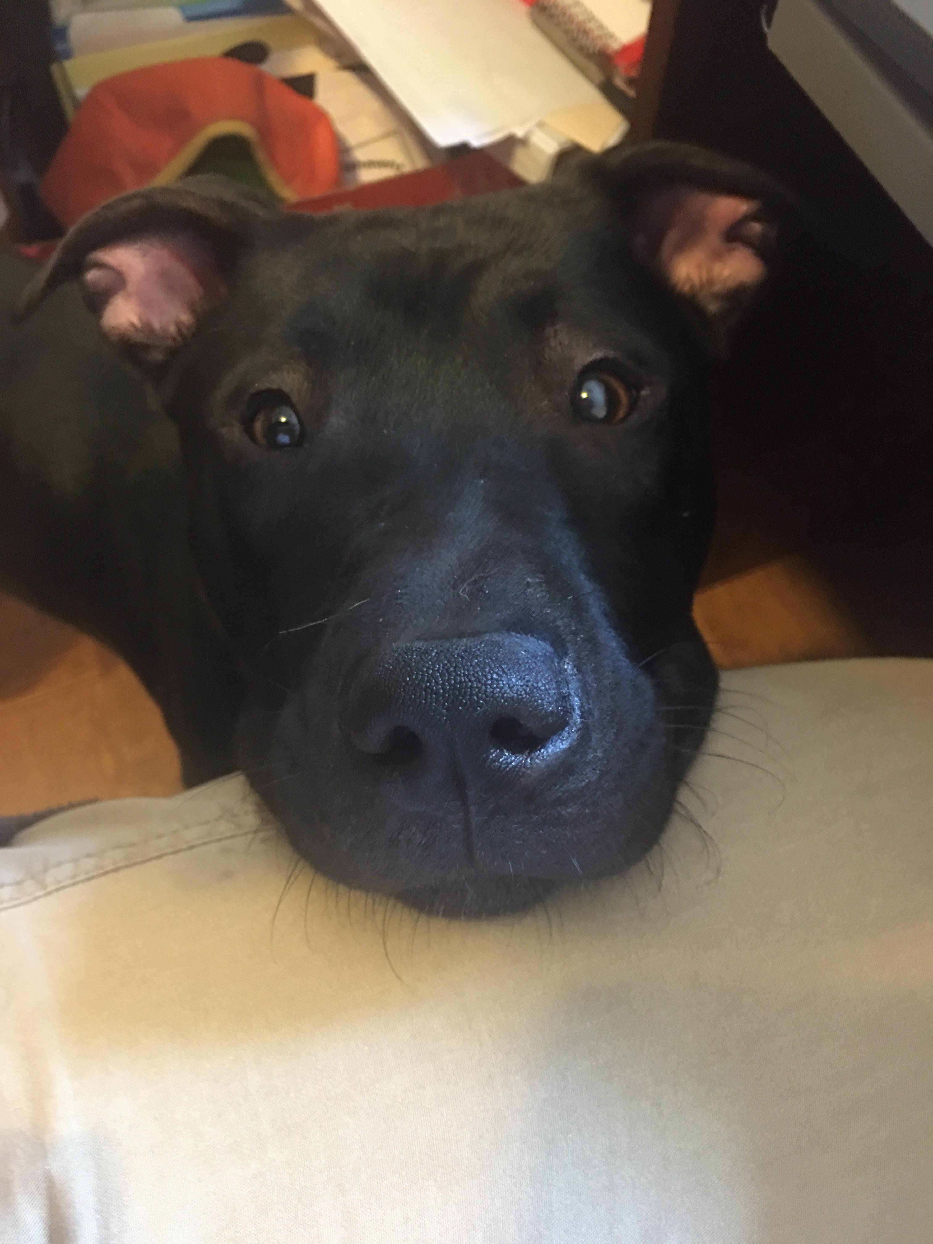 Luna Moon Pie, a Adopted mixed breed in Cologne, MN image 5/6