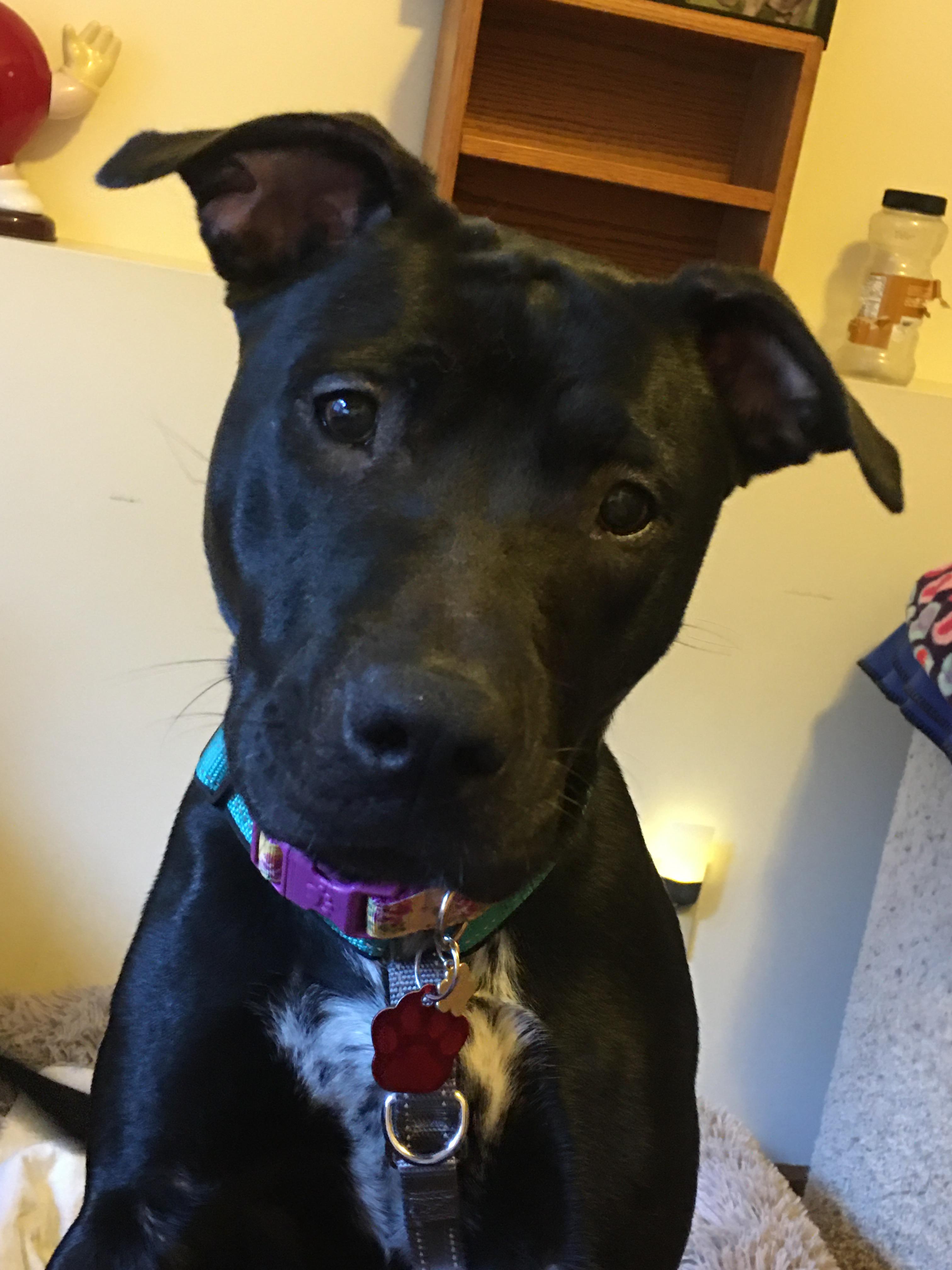 Luna Moon Pie, a Adopted mixed breed in Cologne, MN image 6/6
