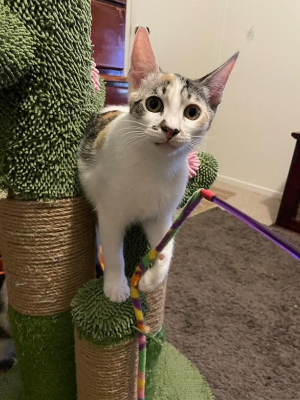 Florence, Adoptable, Young Female American Shorthair.