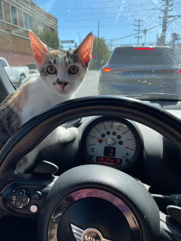 Enlarge Florence, a Adoptable mixed breed in Los Angeles, CA image 2/4