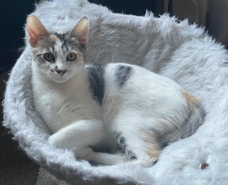 Enlarge Florence, a Adoptable mixed breed in Los Angeles, CA image 4/4