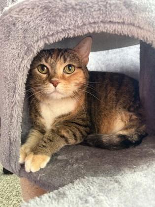 Big Bertha (In Foster), Adoptable, Young Female Domestic Short Hair & Domestic Short Hair.