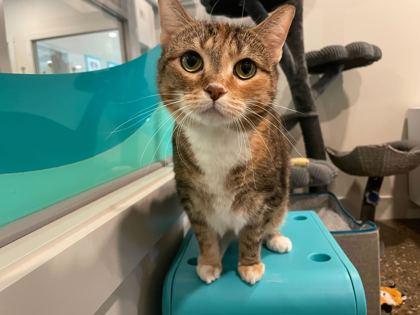 Big Bertha (In Foster), a Adoptable Domestic Short Hair in Louisville, KY image 2/3