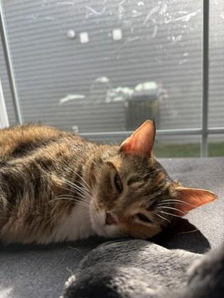 Big Bertha (In Foster), a Adoptable Domestic Short Hair in Louisville, KY image 3/3