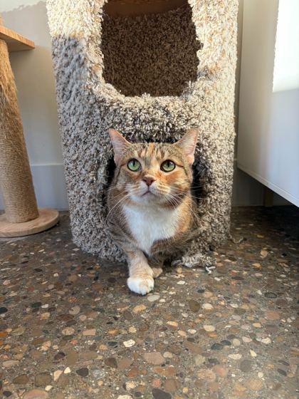 Enlarge Big Bertha, a Adoptable Domestic Short Hair in Louisville, KY image 3/3