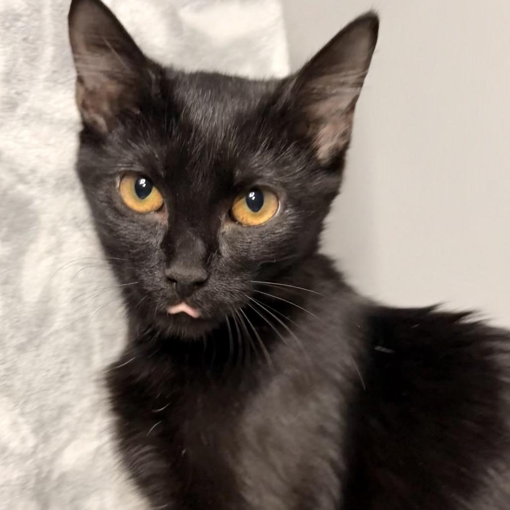 Enlarge Charlee, a Adoptable Domestic Short Hair in Hackett, AR image 1/1