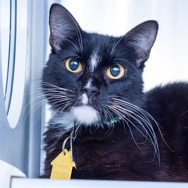 LUCY LU, Adoptable, Young Female Domestic Short Hair.