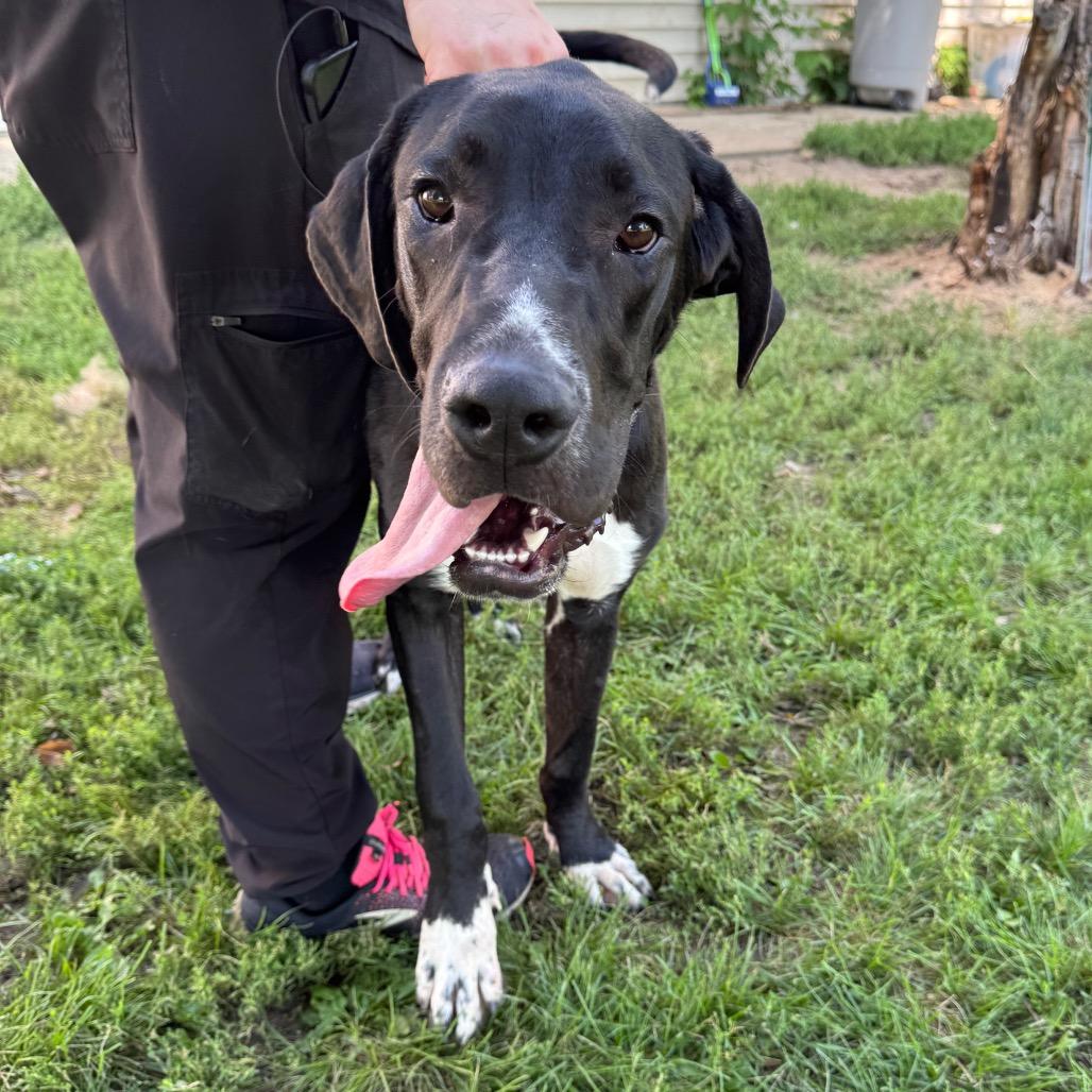 Chester, Adoptable, Young Male Great Dane.