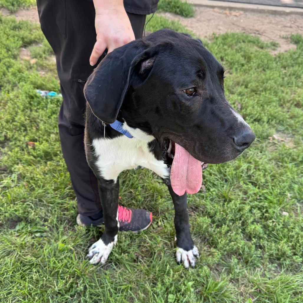 Enlarge Chester, a Adoptable Great Dane in Milford, IA image 2/6